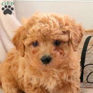 Ethan, Bich-Poo Puppy