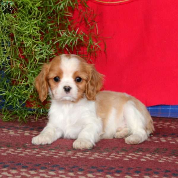 Ethan, Cavalier King Charles Spaniel Puppy