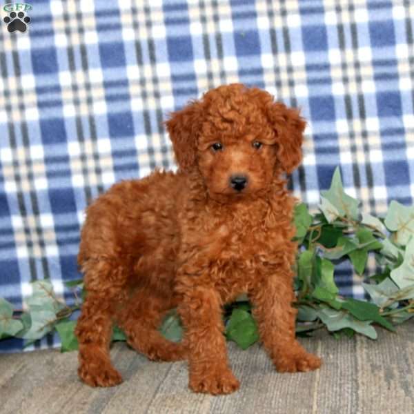 Ethan, Miniature Poodle Puppy