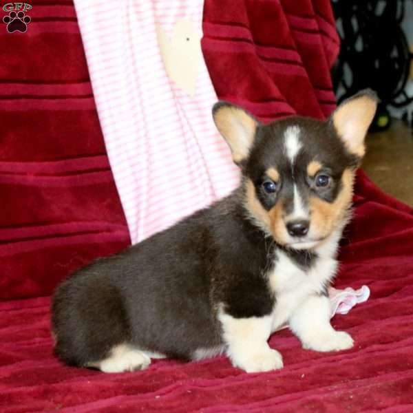 Ethan, Pembroke Welsh Corgi Puppy