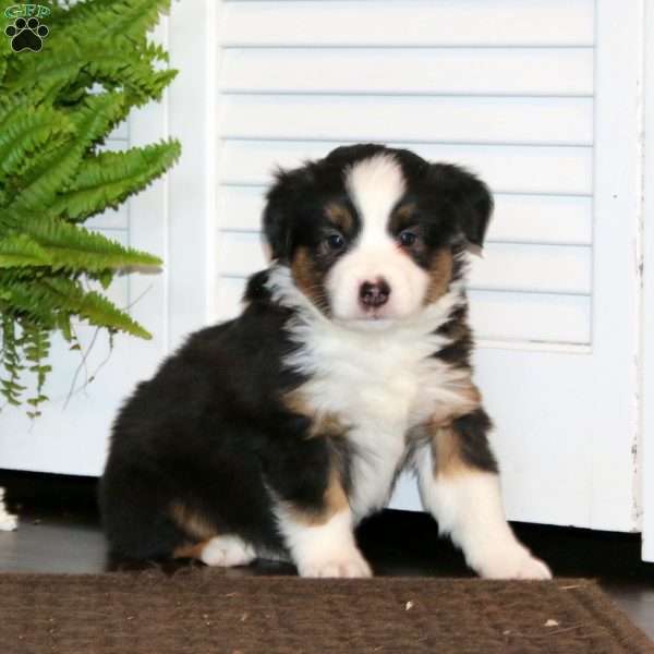 Ethan, Miniature Australian Shepherd Puppy