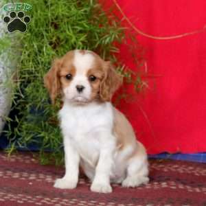 Ethan, Cavalier King Charles Spaniel Puppy