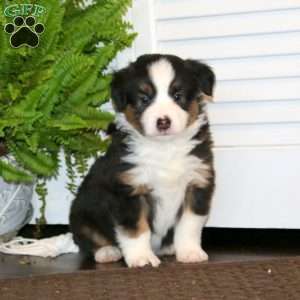 Ethan, Miniature Australian Shepherd Puppy