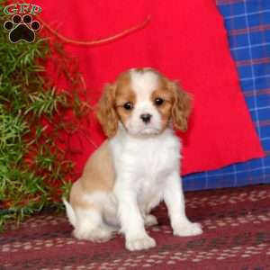Ethan, Cavalier King Charles Spaniel Puppy