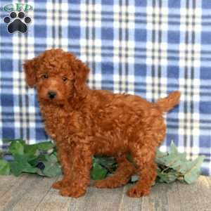 Ethan, Miniature Poodle Puppy