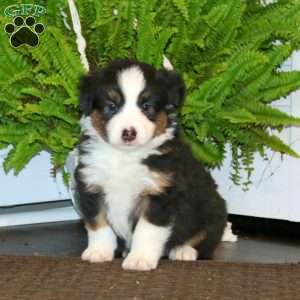 Ethan, Miniature Australian Shepherd Puppy