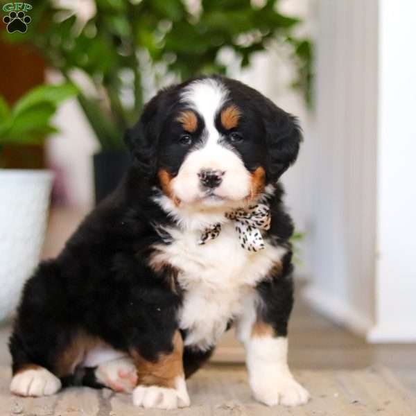 Eva, Bernese Mountain Dog Puppy