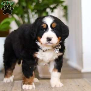 Eva, Bernese Mountain Dog Puppy