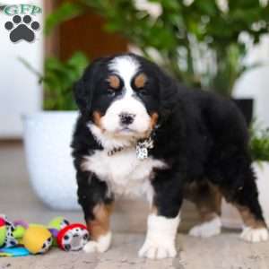 Eva, Bernese Mountain Dog Puppy