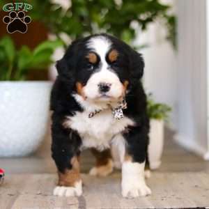 Eva, Bernese Mountain Dog Puppy