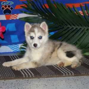 Eva, Pomsky Puppy