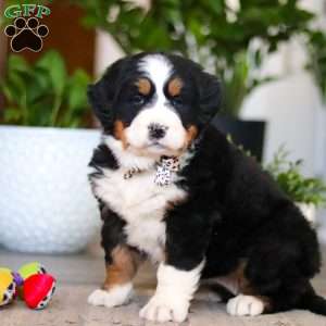 Eva, Bernese Mountain Dog Puppy
