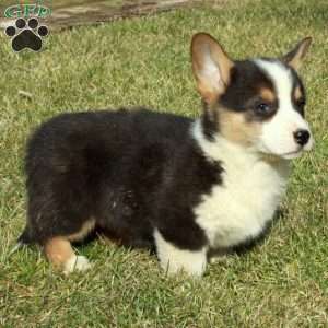 Evan, Pembroke Welsh Corgi Puppy