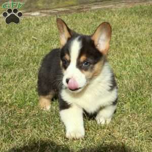Evan, Pembroke Welsh Corgi Puppy
