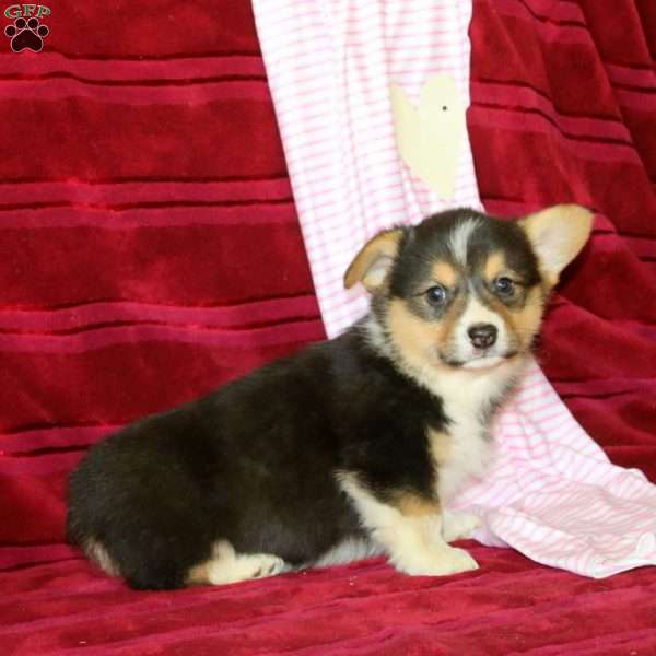 Evan, Pembroke Welsh Corgi Puppy