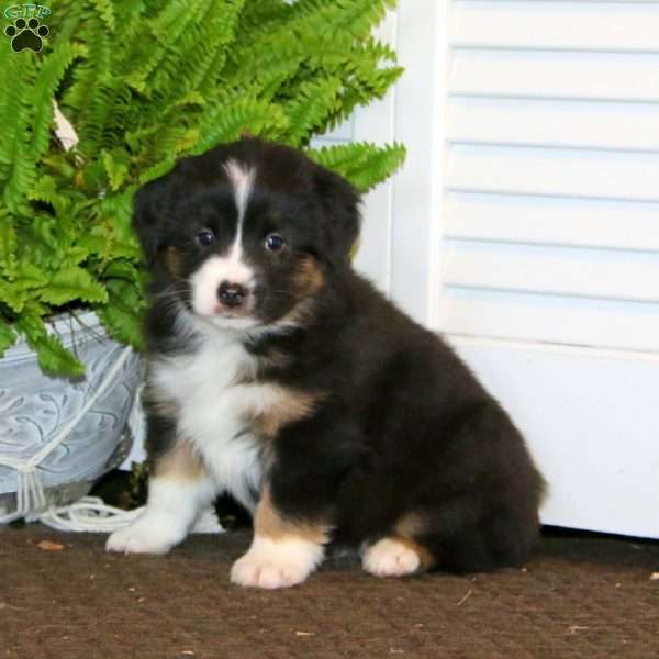 Evan, Miniature Australian Shepherd Puppy