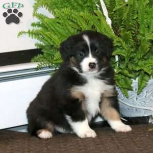 Evan, Miniature Australian Shepherd Puppy