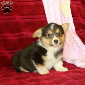 Evan, Pembroke Welsh Corgi Puppy