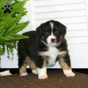 Evan, Miniature Australian Shepherd Puppy