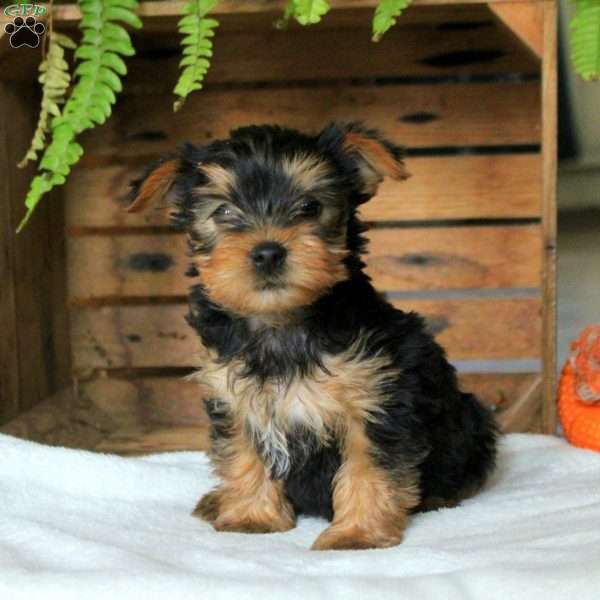 Evangeline, Yorkie Puppy