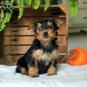 Evangeline, Yorkie Puppy