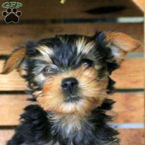 Evangeline, Yorkie Puppy