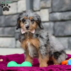 Eve, Mini Bernedoodle Puppy