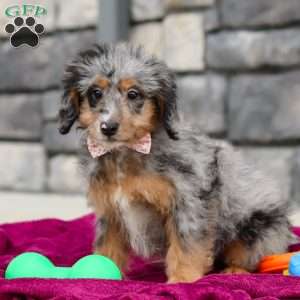 Eve, Mini Bernedoodle Puppy