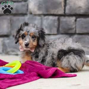 Eve, Mini Bernedoodle Puppy