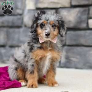 Eve, Mini Bernedoodle Puppy