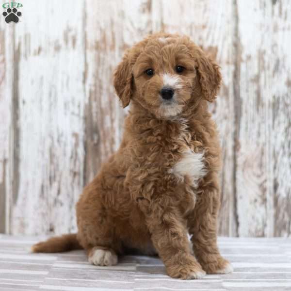 Evelyn, Mini Goldendoodle Puppy