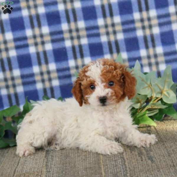 Everest, Miniature Poodle Puppy