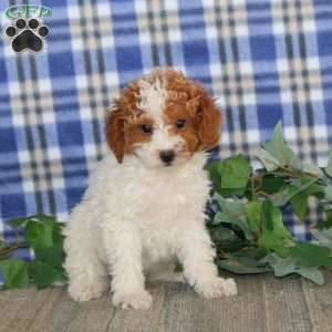 Everest, Miniature Poodle Puppy
