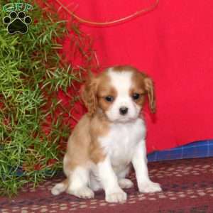 Everest, Cavalier King Charles Spaniel Puppy
