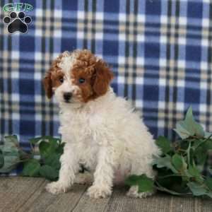 Everest, Miniature Poodle Puppy