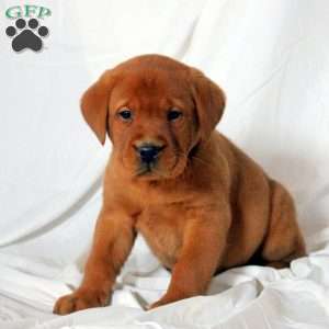 Everett, Fox Red Labrador Retriever Puppy