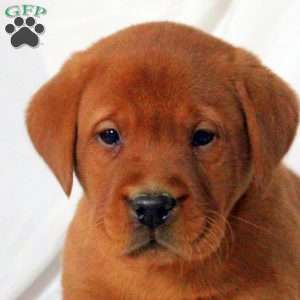 Everett, Fox Red Labrador Retriever Puppy