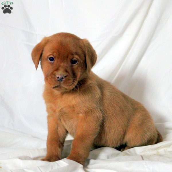 Ewan, Fox Red Labrador Retriever Puppy
