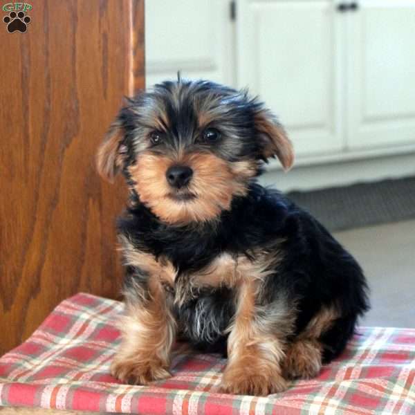 Ezra, Yorkie Puppy