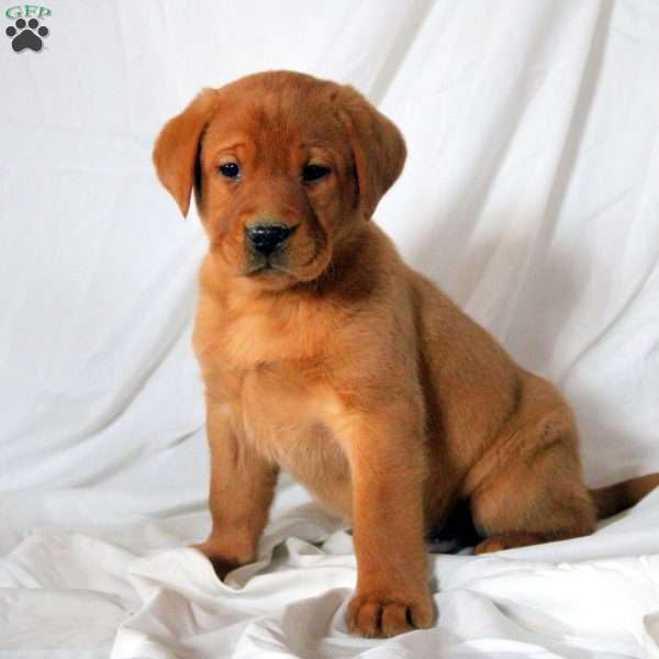 Ezra, Fox Red Labrador Retriever Puppy