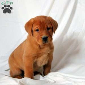 Ezra, Fox Red Labrador Retriever Puppy