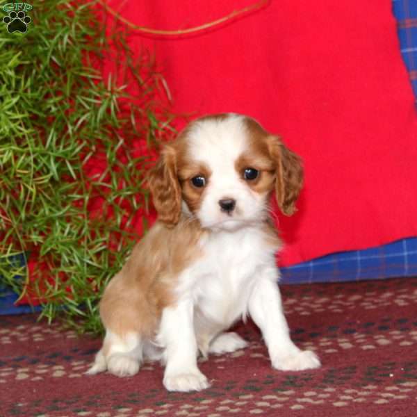 Ezra, Cavalier King Charles Spaniel Puppy