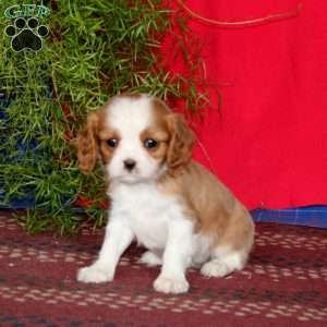 Ezra, Cavalier King Charles Spaniel Puppy