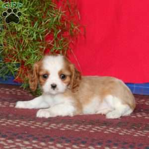 Ezra, Cavalier King Charles Spaniel Puppy