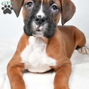 Chester, Boxer Puppy