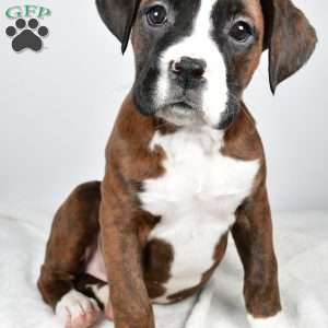 Jazzy, Boxer Puppy