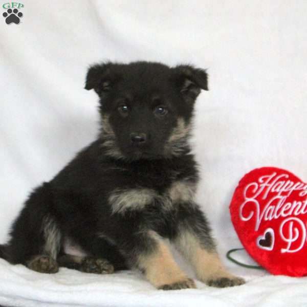Fabian, German Shepherd Puppy