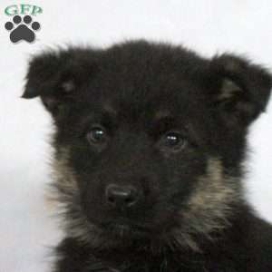 Fabian, German Shepherd Puppy