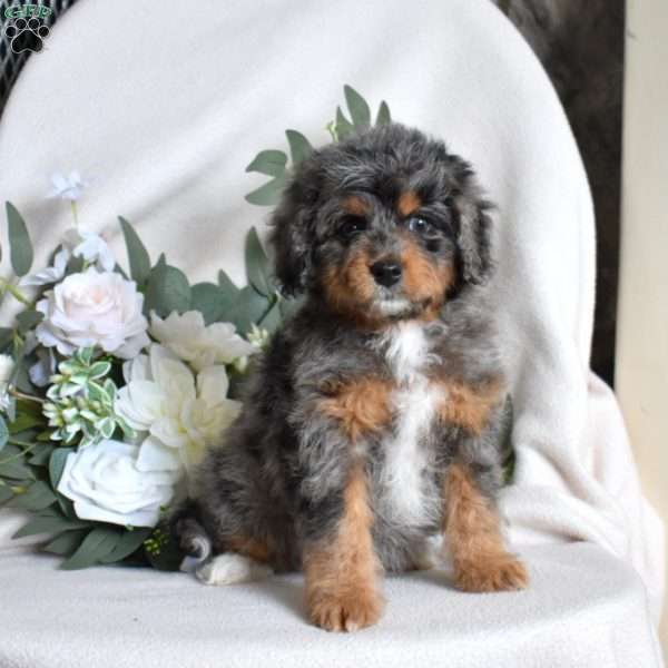 Faith, Mini Bernedoodle Puppy