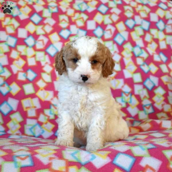 Faith, Mini Goldendoodle Puppy